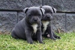 Cute Staff Pups For Sale