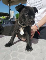 Charming Staffordshire Bull Terrier Puppy