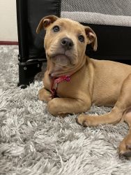 American Staffordshier Terrier puppy for sale