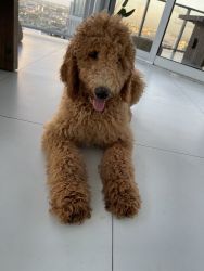 Adorable AKC Red Standard Poodle
