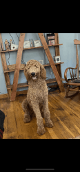 Red male and female standard poodles