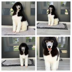 Stunning Standard Poodle Male