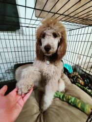 Standard Poodle 7 Months Old, All shots current, Intact Female
