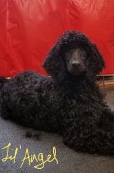Poodles Ready for Good Homes