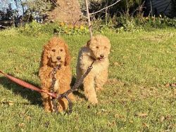 AKC Standard Poodle pups Pups born 8-03-21 .