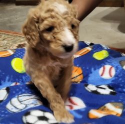 AKC Standard Poodle Puppies for Sale
