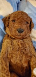 Red standard poodle puppies