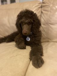 Tybee Island :Standard Poodles AKC. Vet care throughout.