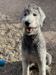 Trained 1 year old silver poodle