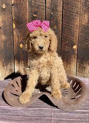 AKC Female Standard Poodle Puppies