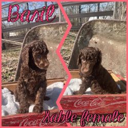 AKC DNA tested Standard poodle puppies