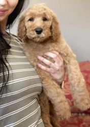 Apricot Standard Poodle Puppies