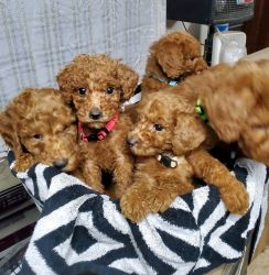 Beautiful Puppies for sale