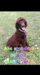 Star- Standard Poodle (Reduced)