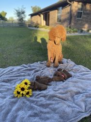 7 red Standard Poodle puppies