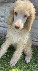 Poodles ready for their forever homes