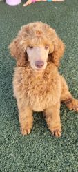 Red Female Standard Poodle Puppy