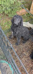 Looking for furever home:standard Poodle female