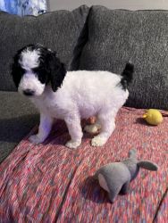Standard poodle Female puppies