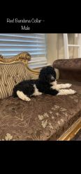 Registered standard poodle puppies available!