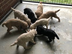 Standard poodle baby’s