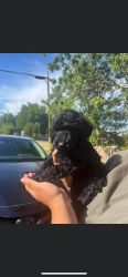 Black Standard poodle puppies on August 1 they will be 9 weeks old