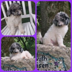 Parti Merle and Black and White Parti Standard Poodle Puppies!