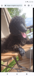 Beautiful standard poodle puppies
