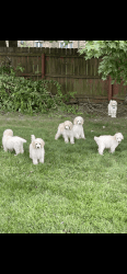 Beautiful smart sweet white standard poodle puppies Family pets only