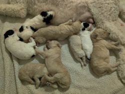 8 Hi-breed Standard Poodle& Portuguese Water puppies left.