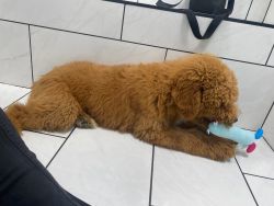 Standard poodle puppy for sale