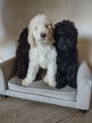 11 week old standard poodle puppies ready for their new home they are