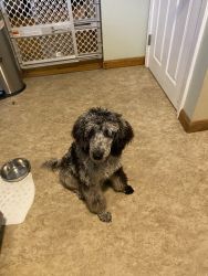 Merle Standard Poodle Puppy