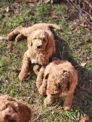 Apricot and Red Standard Poodle Pups