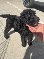 4 girl standard poodle puppies left