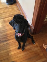3 year old male Standard Poodle, with breeding rights