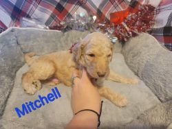 Mitchell-Standard Poodle