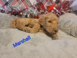 Marshall Standard Poodle