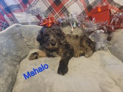 Mahalo-Standard Poodle