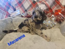 Macarena- Standard Poodle