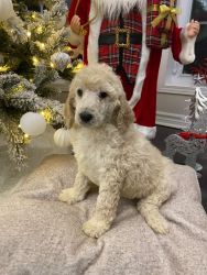 Pure standard poodle puppies