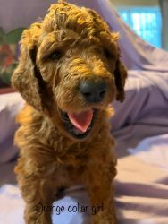 Red standard poodle puppies
