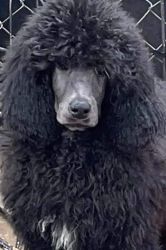 Standard Poodle pups price reduced