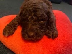 AKC Registered Standard Poodle Chocolate Male