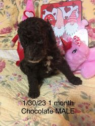 ROYAL/GIANT Standard Poodle Puppies