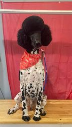 1 year old Standard Poodle Neutered