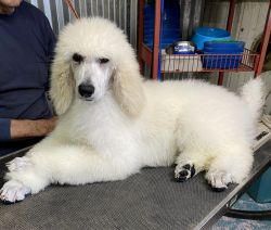 Beautiful white male standard poodle