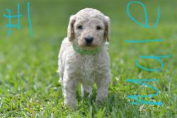 Standard poodle pups! 6 females and 3 males