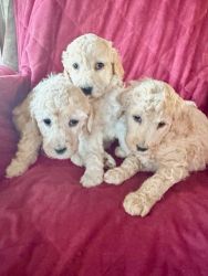 KC Standard Poodle puppies - $800
