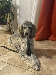 Female Standard Poodle for sale!